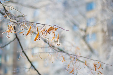 Dry Linden seed (flowers) in frost macro