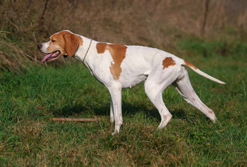 Naklejka na ściany i meble German shorthaired pointer dog