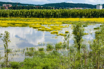 Summer landscape, blue sky, green plants, small yellow flowers on the shore and in the water of a natural pond