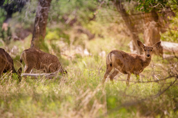 Deer in Zion national park