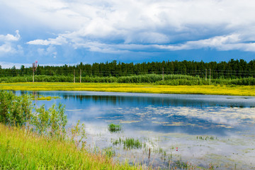 Summer landscape, blue sky, green plants, small yellow flowers on the shore of a natural pond