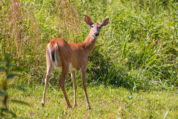 Deer in  Sunlight