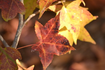 Autumn Leaves