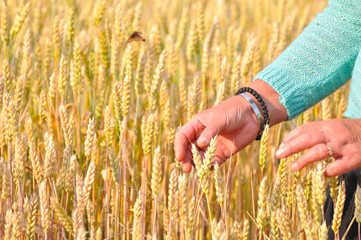 Woman's hand in the wheat ears. Rural and natural scenery. Woman hand in a field of wheat