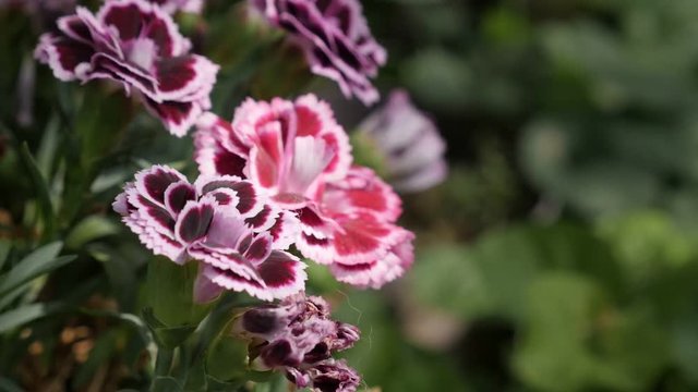 Slow motion of miniature carnation plant in the garden 1920X1080 HD footage - Dianthus caryophyllus Sunflor flower slow-mo 1080p FullHD video 