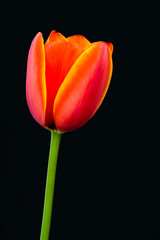 Tulip with black background