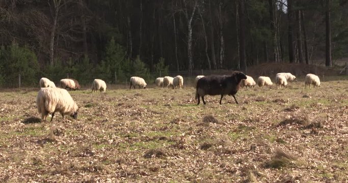 Black sheep walks along a flock of white sheep. The Schoonebeeker heath sheep, or Groot Heideschaap, is a rare, Dutch heritage breed of heath grazing sheep.