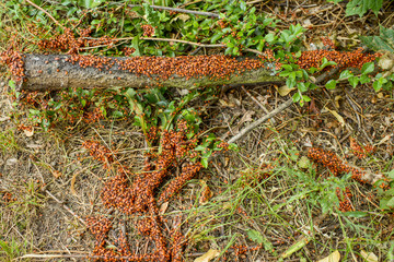 Gemeine Feuerwanze - Ansammlung