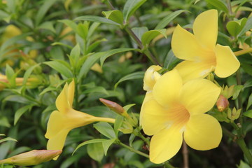 Yellow flowers flowered along the path. The beauty that exists naturally. In the outdoor garden Green leaves are the background.