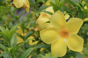 Yellow flowers flowered along the path. The beauty that exists naturally. In the outdoor garden Green leaves are the background.