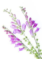 foxgloves on a white background