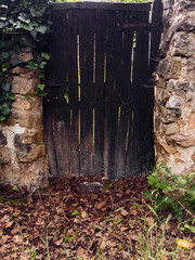 Puerta antigua en muro con hiedra