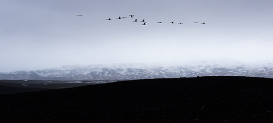 Migrating Birds in Spring, Iceland.