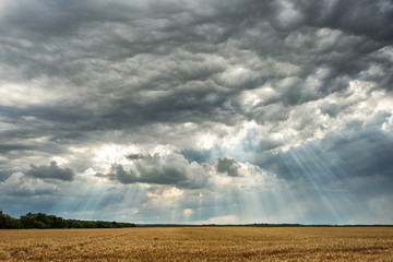 Fototapeta na wymiar Beautiful storm clouds with rays of lights over a wheat field