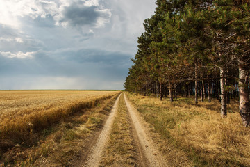 Fototapeta na wymiar Country side road with half forest and half storm clouds