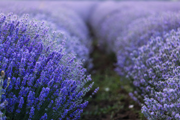 Obraz premium Beautiful and colourful lavander field