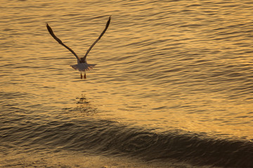 Seagull over the water on sunrise