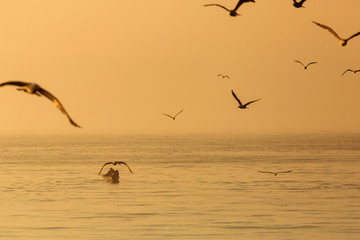 Seagull over the water on sunrise