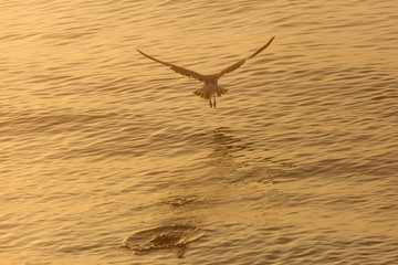 Seagull over the water on sunrise
