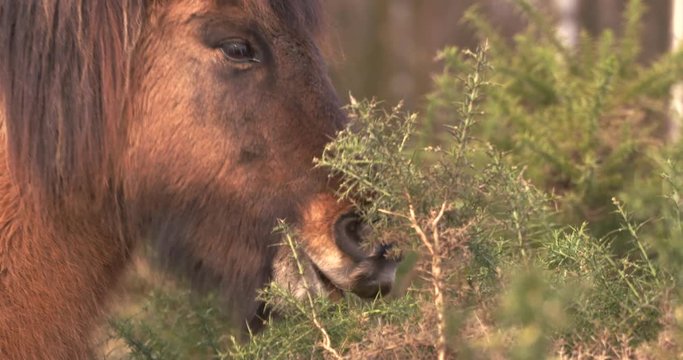 Icelandic horse carefully eats prickly gorse, using its teeth to strip off the leaves. Biotope conservation with large herbivores in the dry sandy soils of Veluwe National Park, The Netherlands.