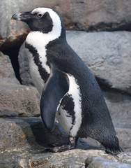 African Penguin