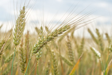 Detail of Wheat Field Before the Harvest.