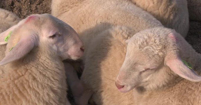 Young lambs asleep, lying together. Veluwe Heath Sheep (Veluws Heideschaap) originated in the Veluwe area and is highly suited to graze the heath fields and preserve the cultural landscape.