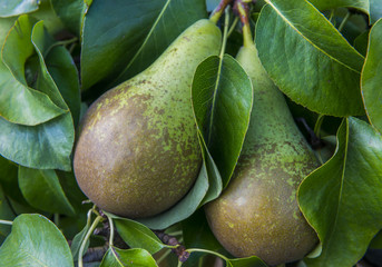 Pear orchard