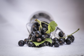 The blackcurrant (Ribes nigrum) is a woody shrub in the family Grossulariaceae grown for its piquant berries