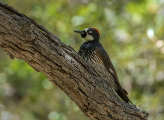 Acorn Woodpecker