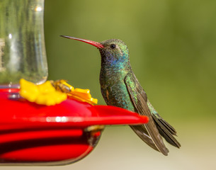 Broad-billed Hummingbird