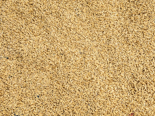 Pattern of  brown rice texture background.Thailand.   texture background for design with copy space for text or image.