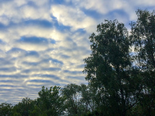 Wool-pack clouds over trees top at sunset
