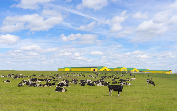 Herd of black and white cows grazes on sunny meadow in front of farm buildings
