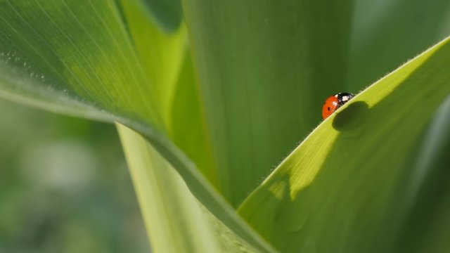 Natural scene with tiny red Coccinellidae beetle close-up 4K 2160p 30fps UltraHD footage - Ladybug on the corn leaf shallow DOF 3840X2160 UHD video 