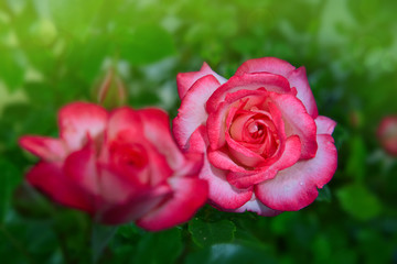 Pink rose with drops on green background.