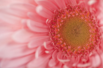 Gerbera Blume Close-up