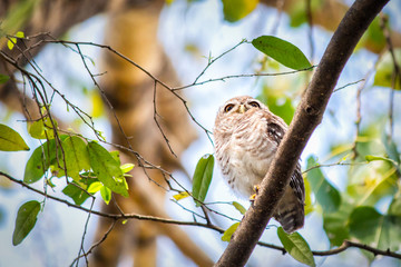 Close up of spotted owlet or athene brama bird.