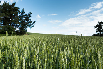 Naklejka premium Green wheat field in natural landscape.