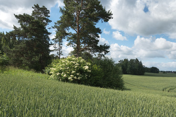 Green wheat field in natural landscape.