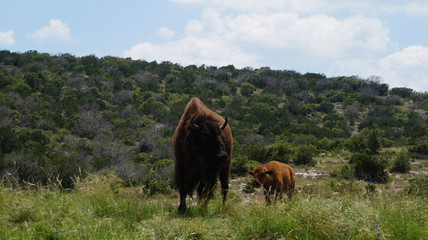 Naklejka premium Cow and calf bison