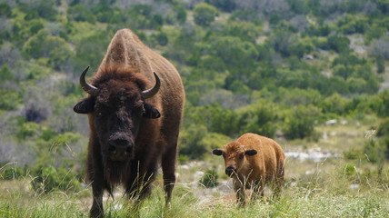Cow and calf bison