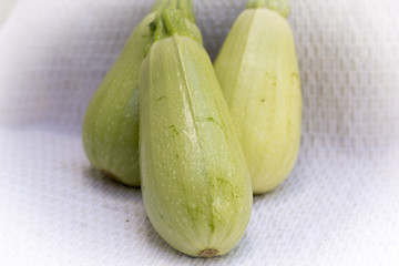 Summer and winter squashes. Cucurbita pepo is a cultivated plant of the genus Cucurbita. IThe most widespread varieties belong to Cucurbita pepo subsp. pepo, called summer squash