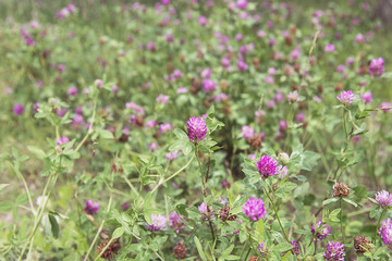 Obraz premium Summer bright green meadow with clover