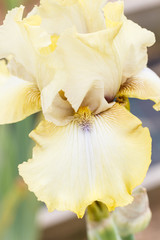 Fototapeta na wymiar Beautiful multicolored iris flower.