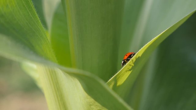 Beautiful tiny ladybug on the corn leaf slow-mo 1080p FullHD footage - Coccinellidae red beetle close-up slow motion 1920X1080 HD video 