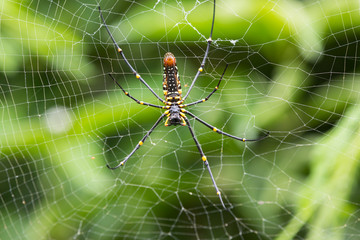 Nephila - large tropical spider on green background