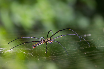 Large tropical spider on the back of the web