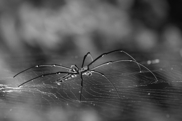 Large tropical spider on the back of the web - black and white