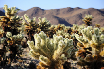 cholla cactus sprouting new growth within Joshua Tree National Park in Joshua Tree California.